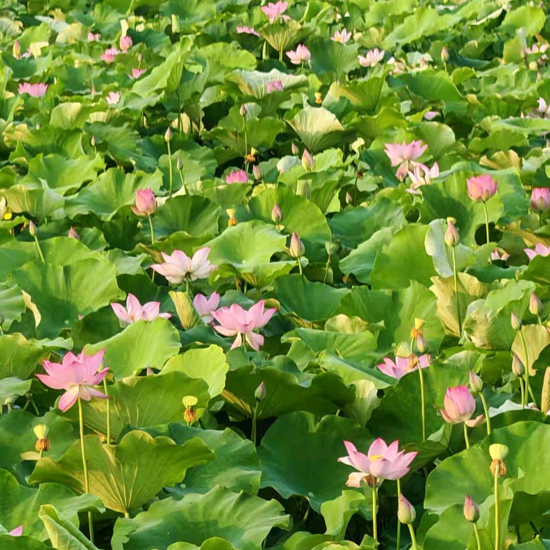 渔湖湾优选