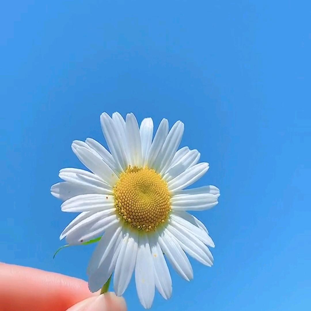 白芍