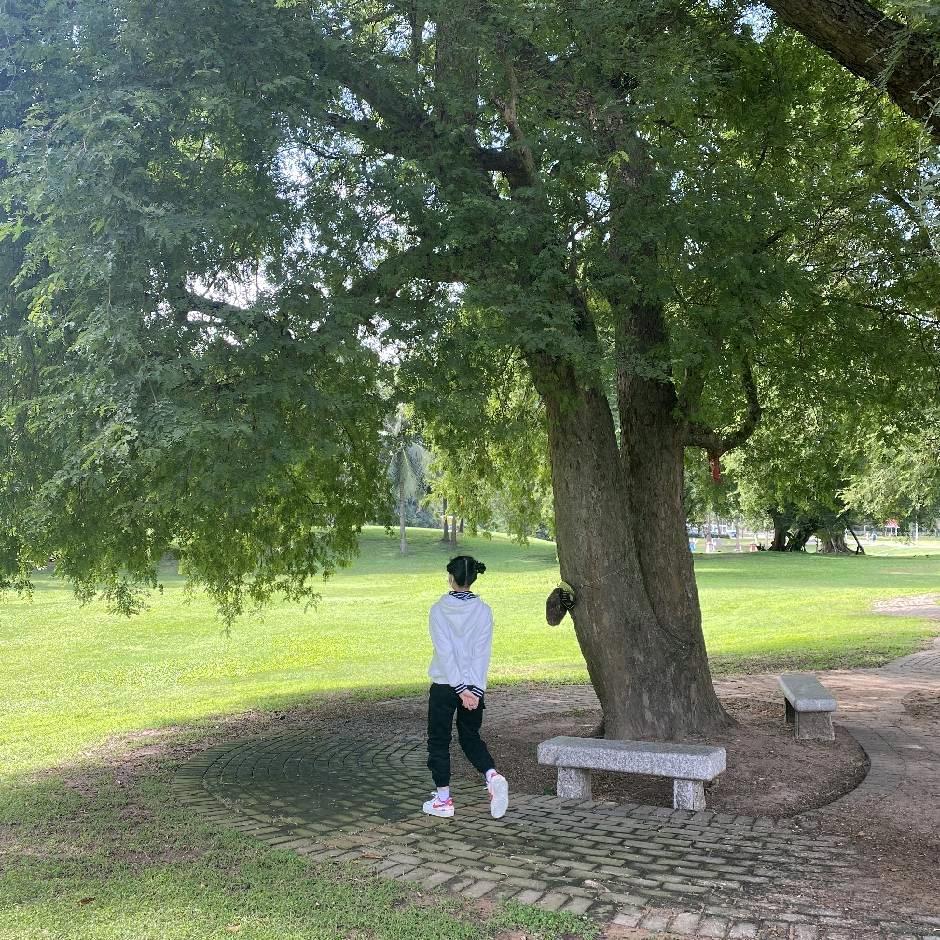 椰子树下是梦想