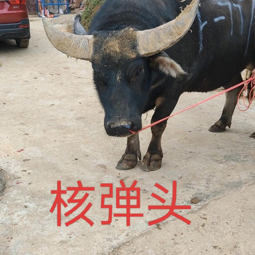 王爆款，成就他人，成长自已