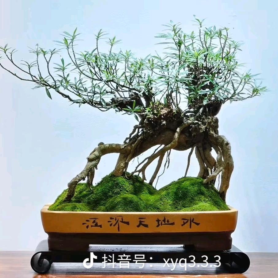 东方集团浪子