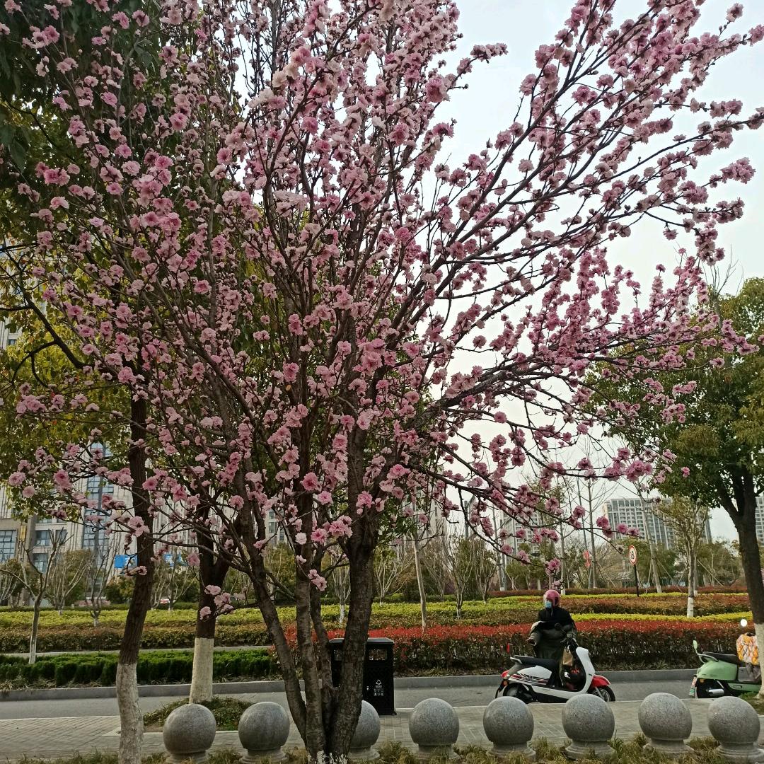 @蔡