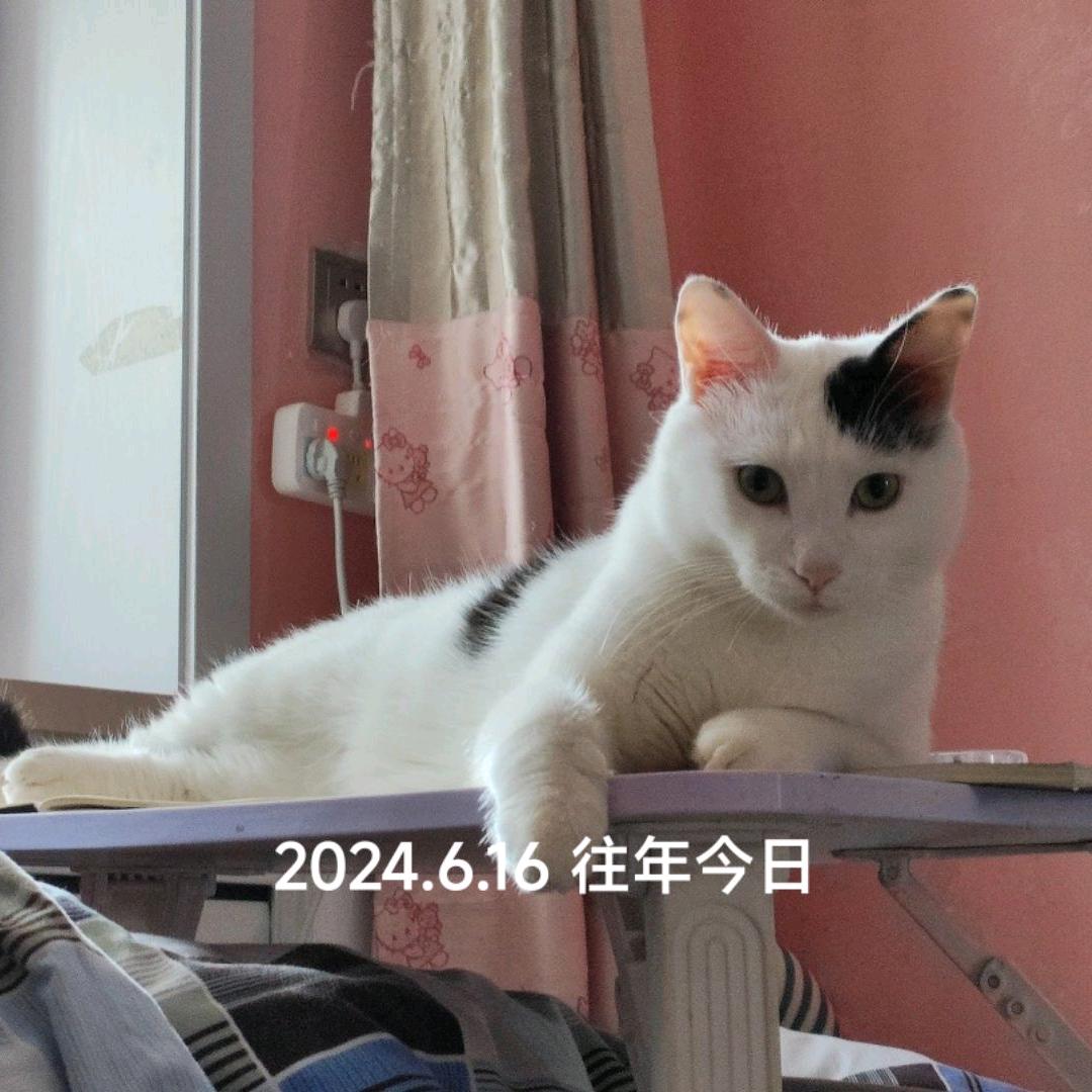石中宜2668