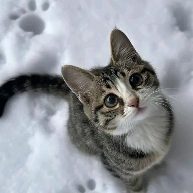猫宝儿