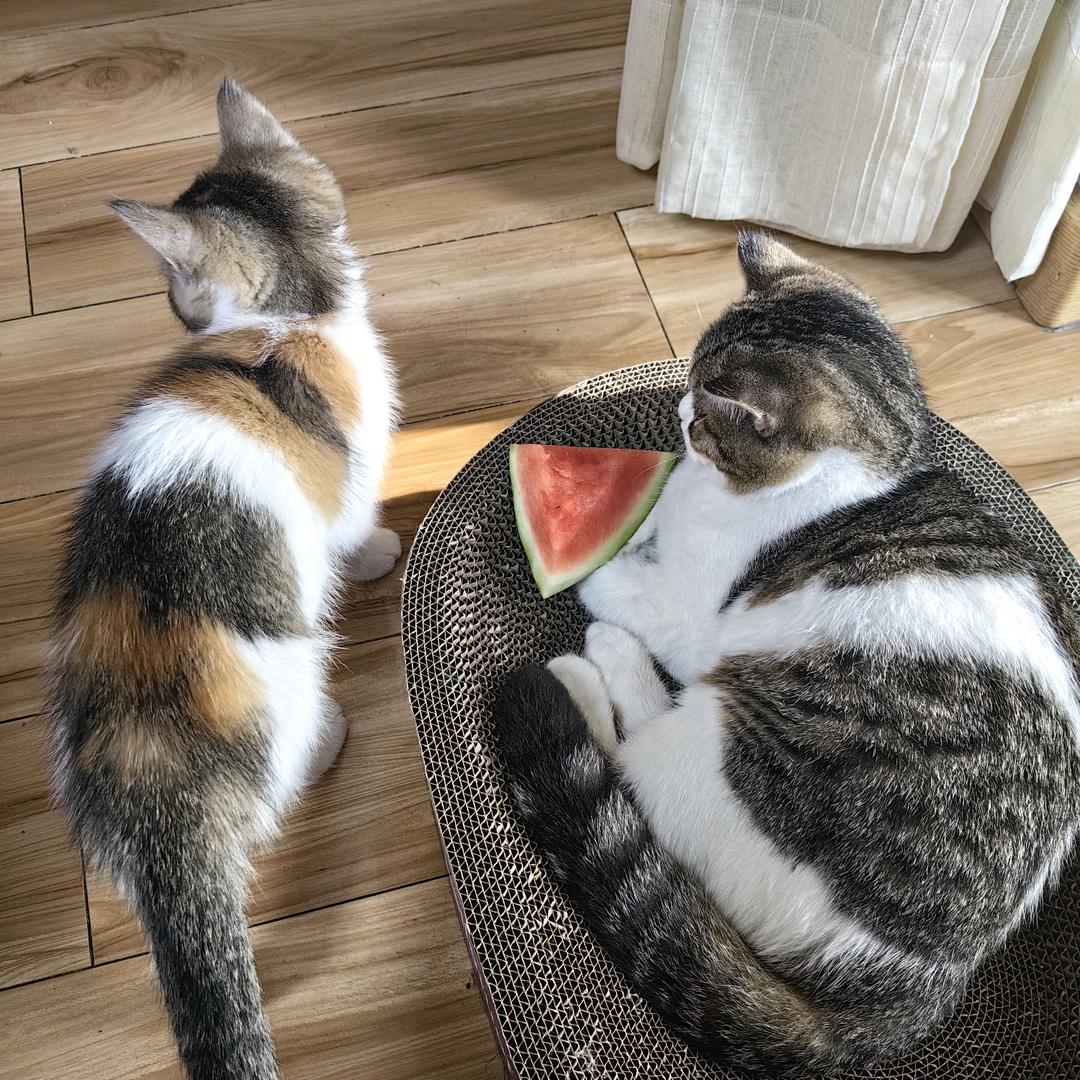两只猫