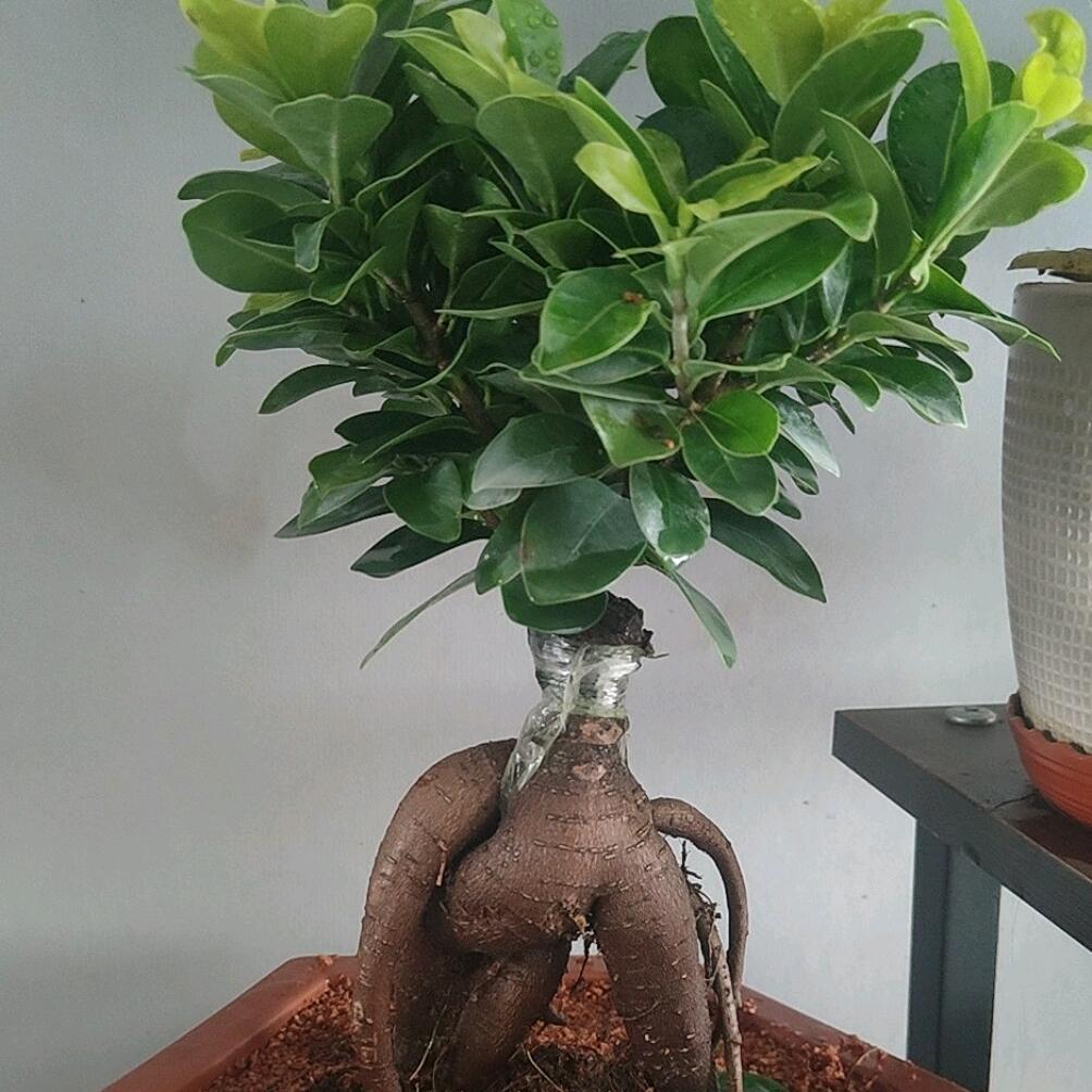 支持