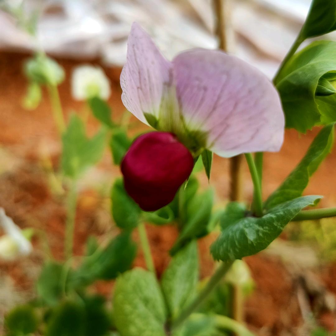 种菜小白