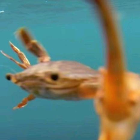 迟一子林（三角洲