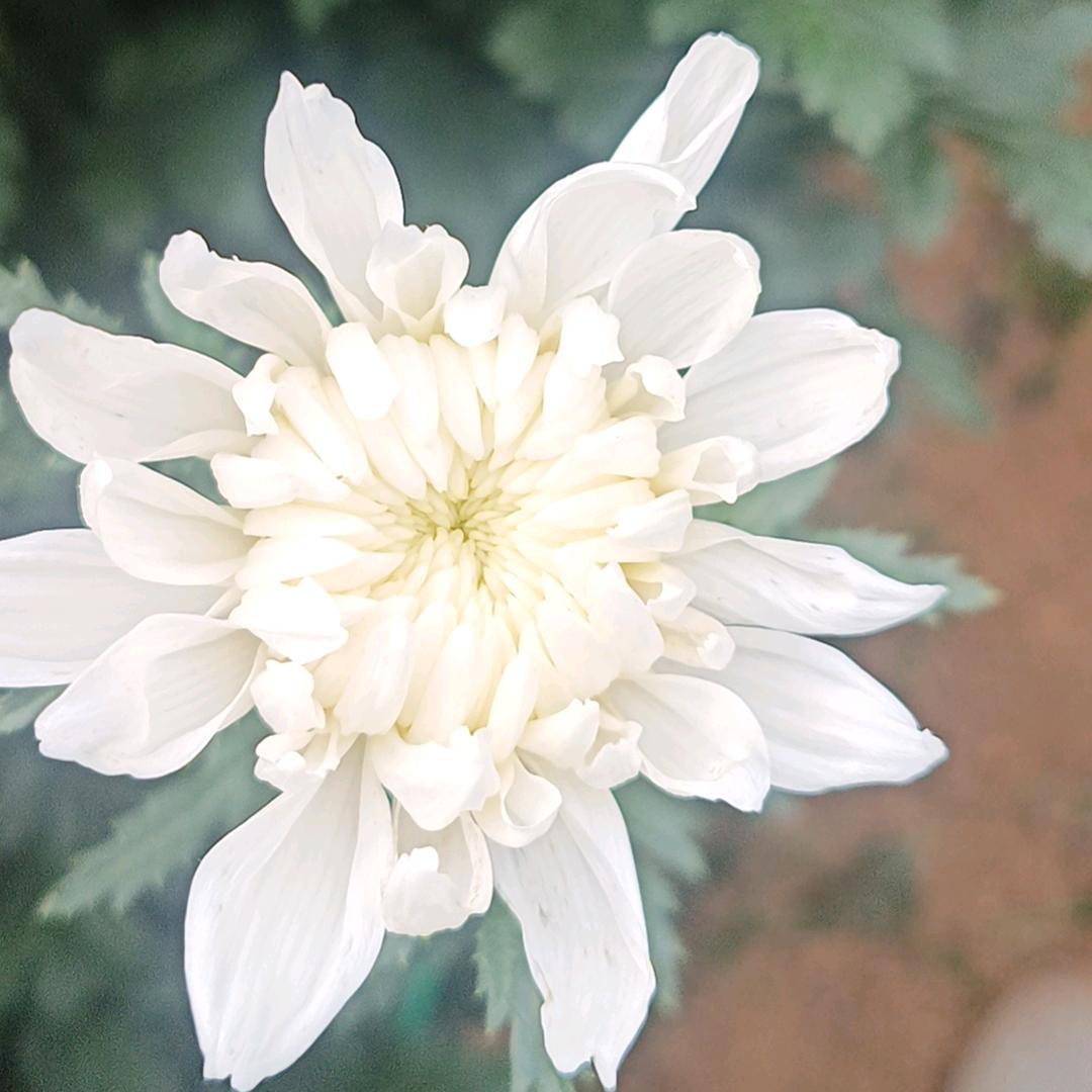 阿刚鲜切花种植(支持物流发货)