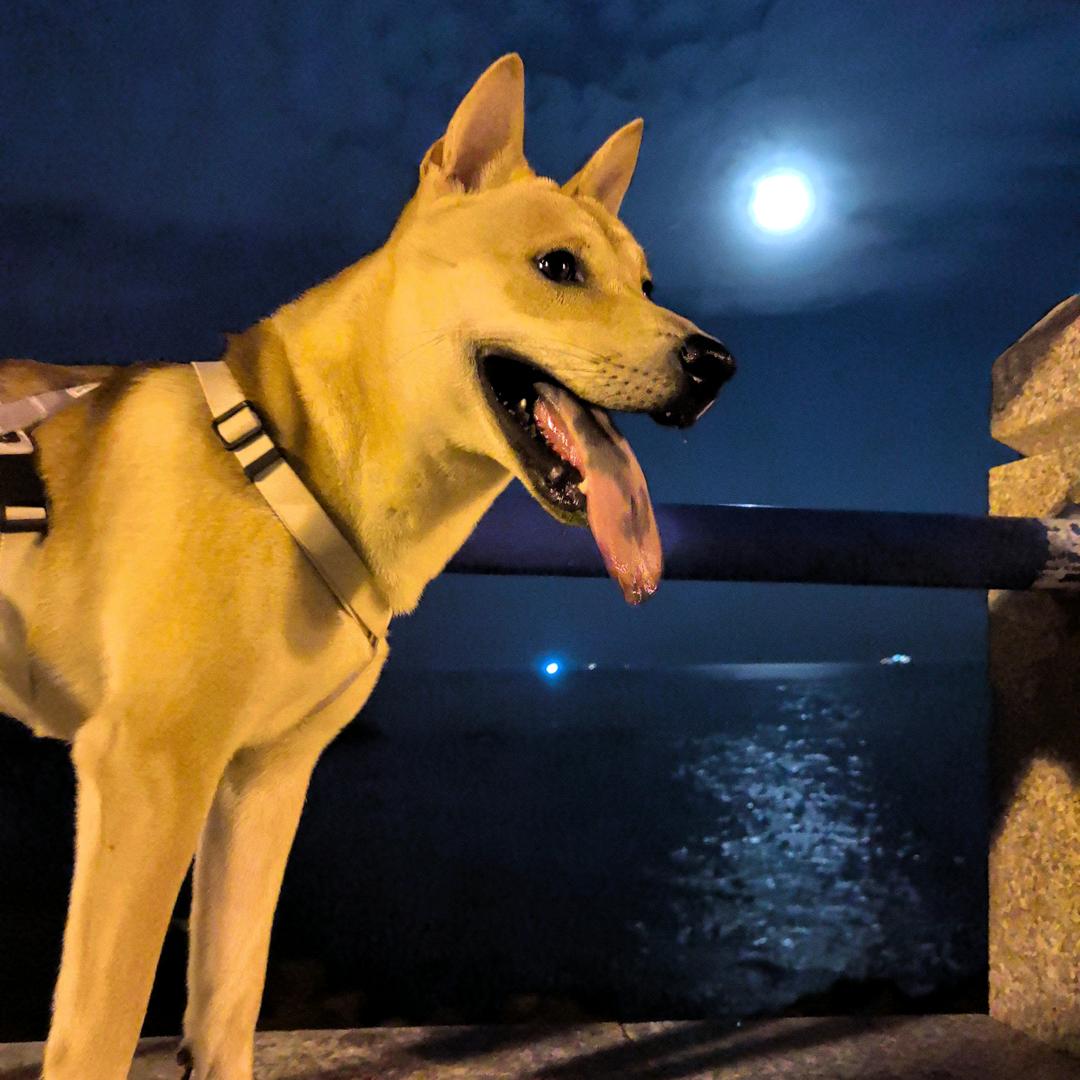 TSINGTAO贝尔🐕