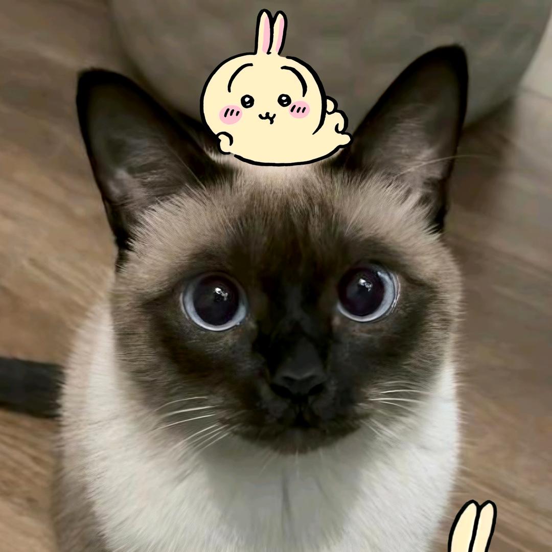 嘘子的猫