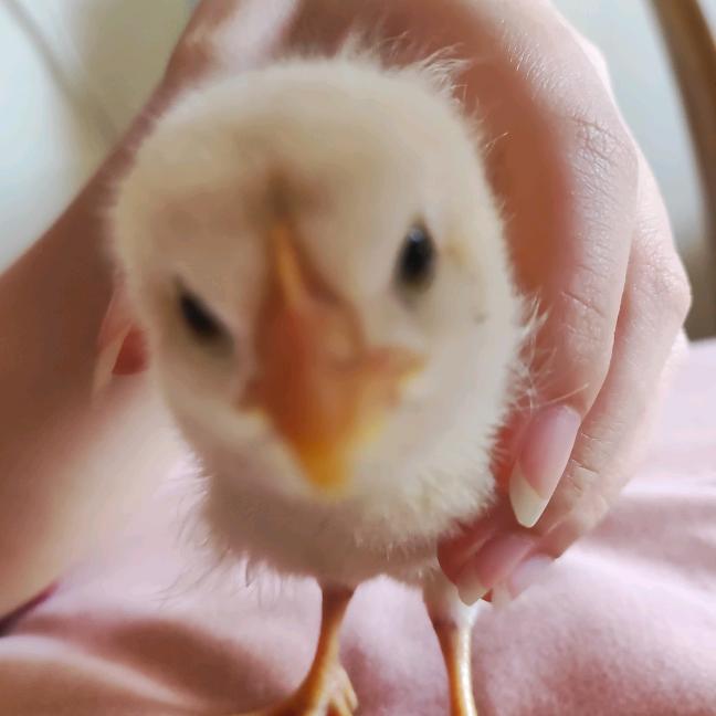 给苏打饼干打孔