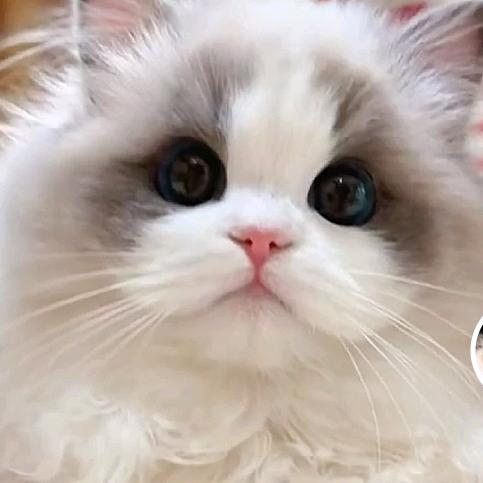 爱吃蔬菜（孕晚期）