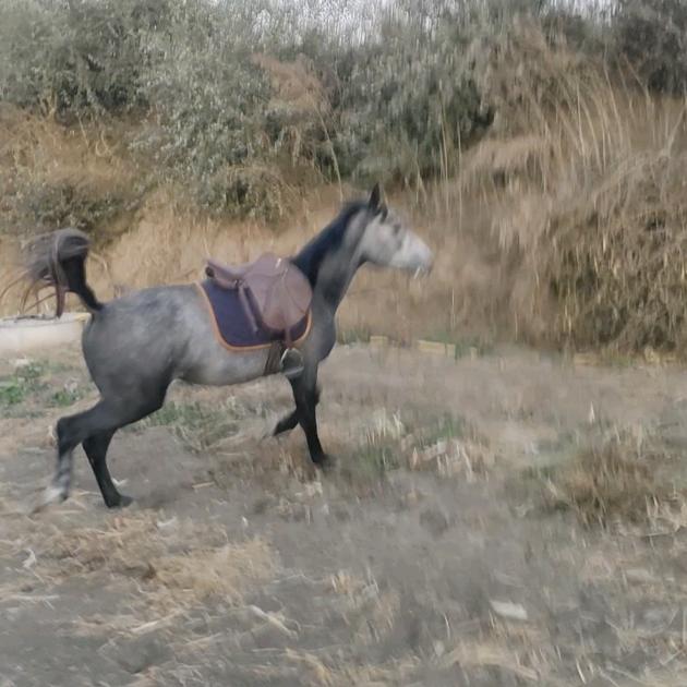 敖明阳-阜新驰骋车行