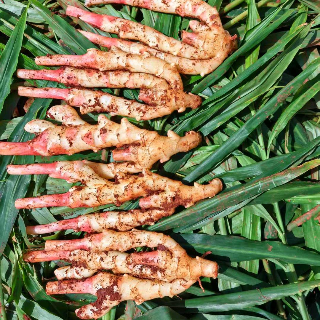 生姜王子（俩广云贵川渝）