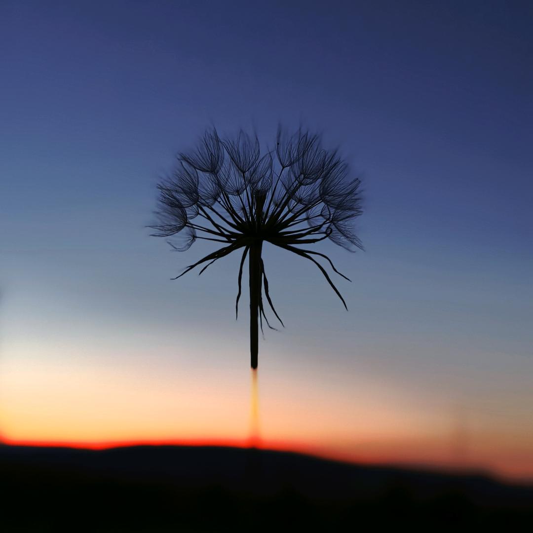 最讨厌橄榄僵尸