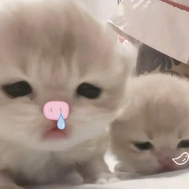 软萌竹