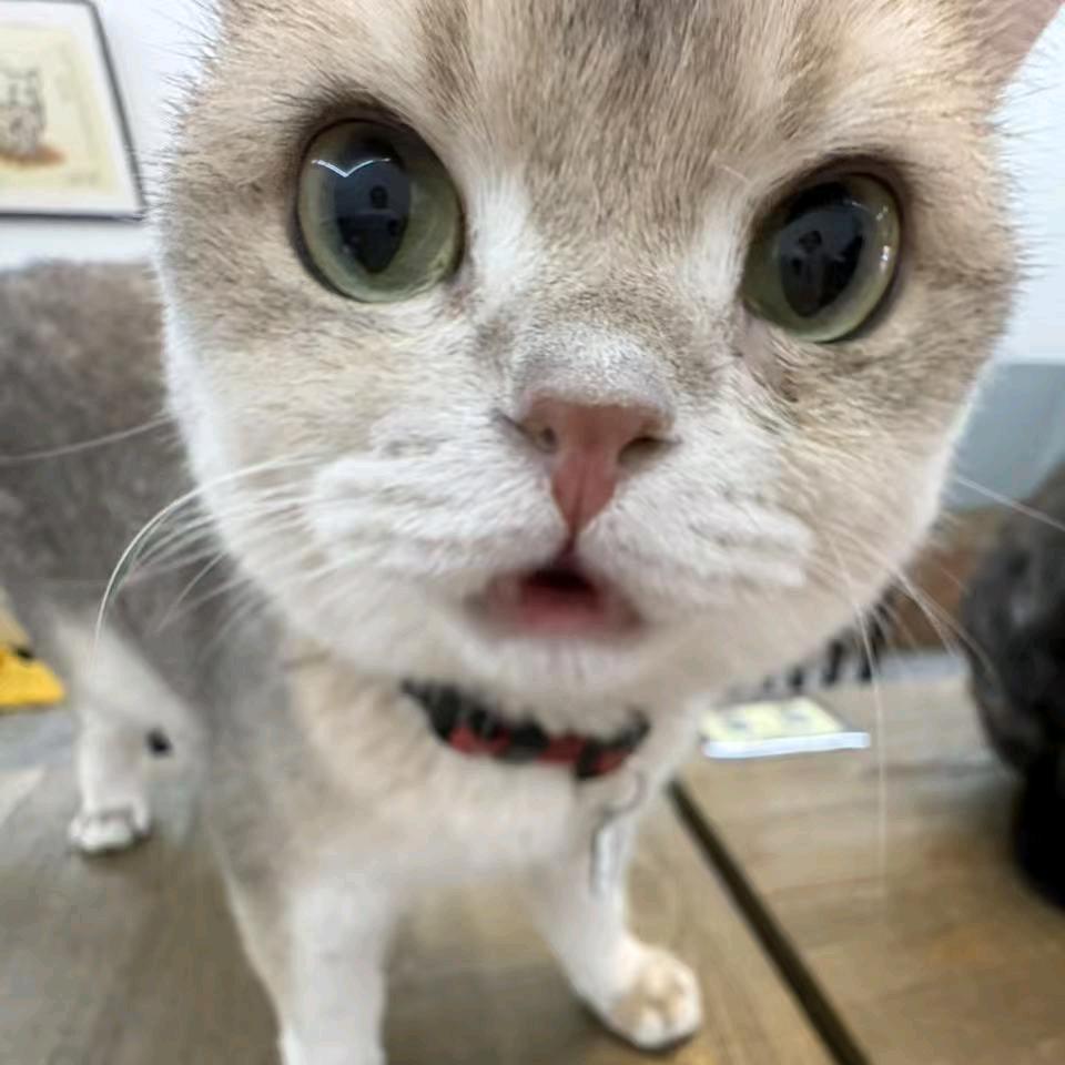 坚持画萌妹一百年