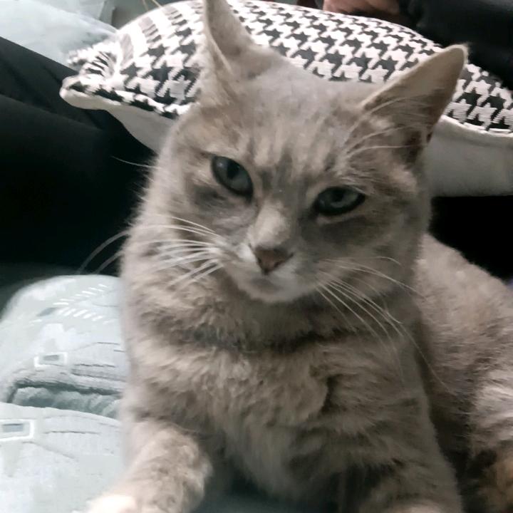 咔了咪