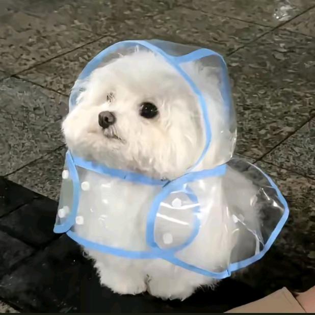 Hello小狗