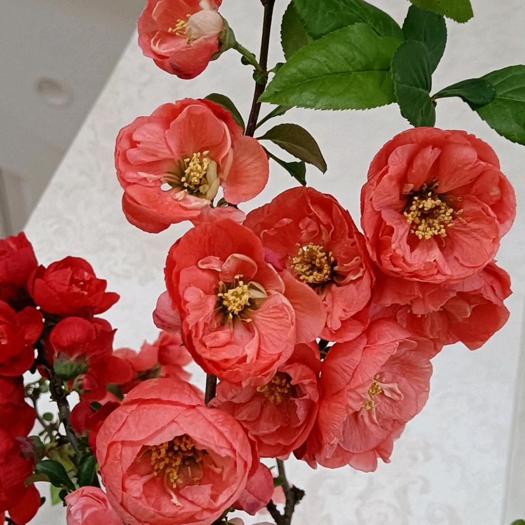 鑫鑫🌹