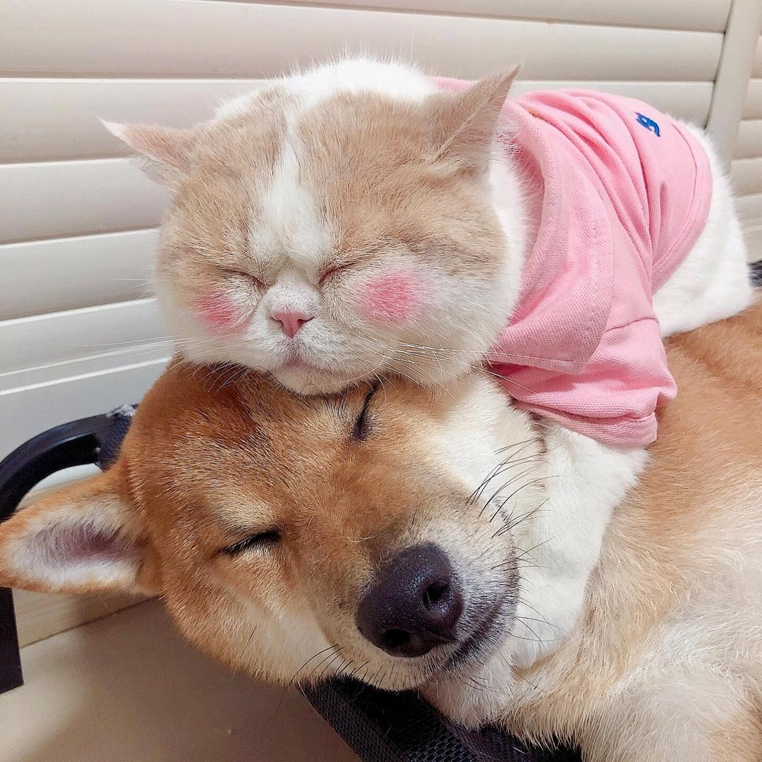 🐾铲屎官的宝藏清单