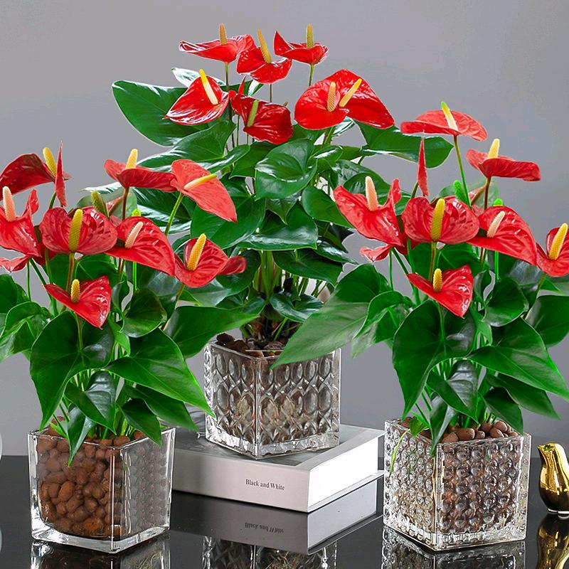 金枝玉叶绿植花卉