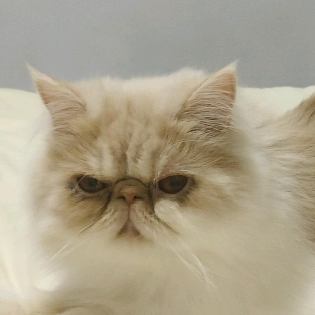 加菲猫的幸福生活