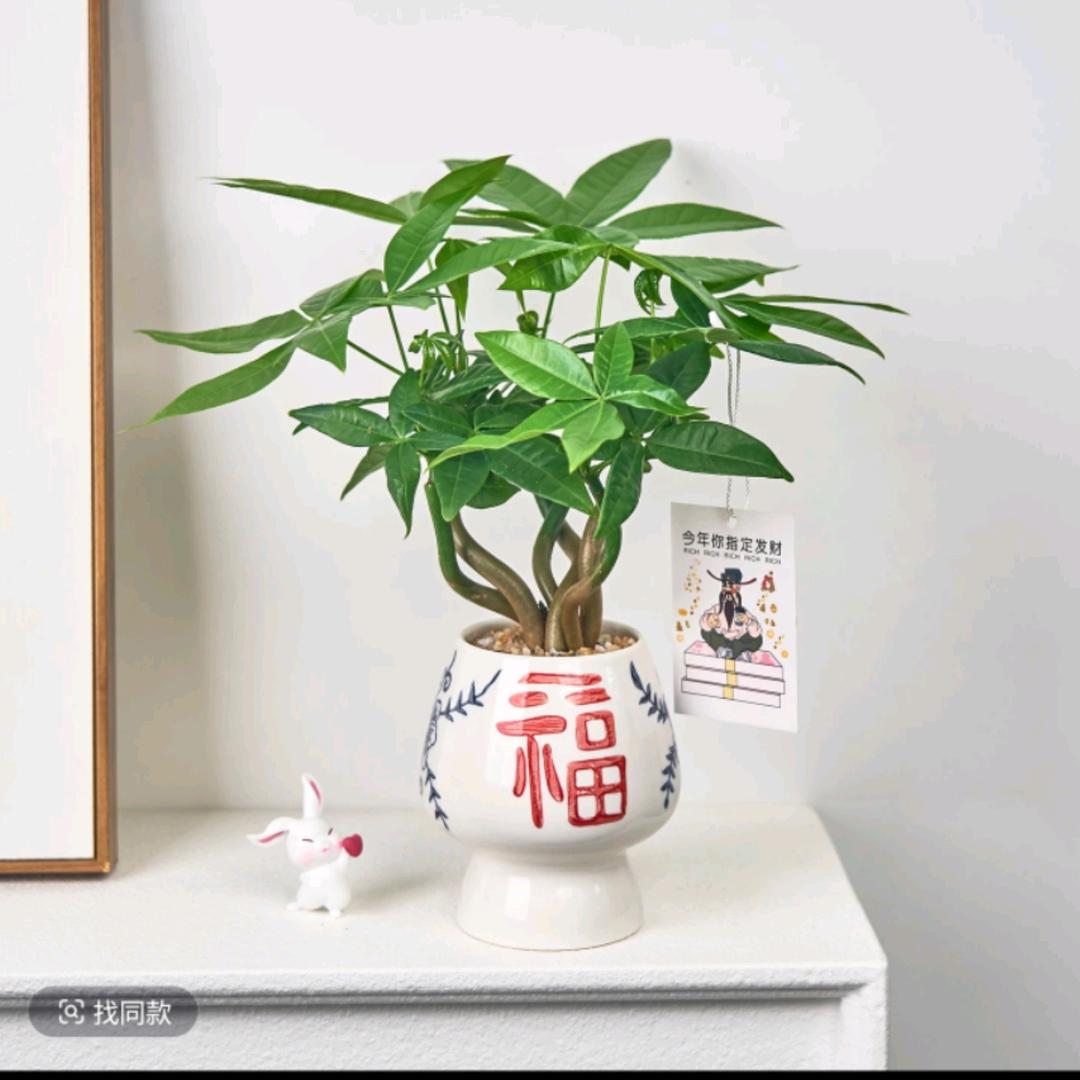 瑶瑶奶昔