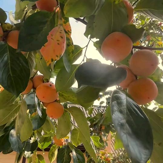 ゜🐋ᨶ႒ᩚ暖.心.ঞ