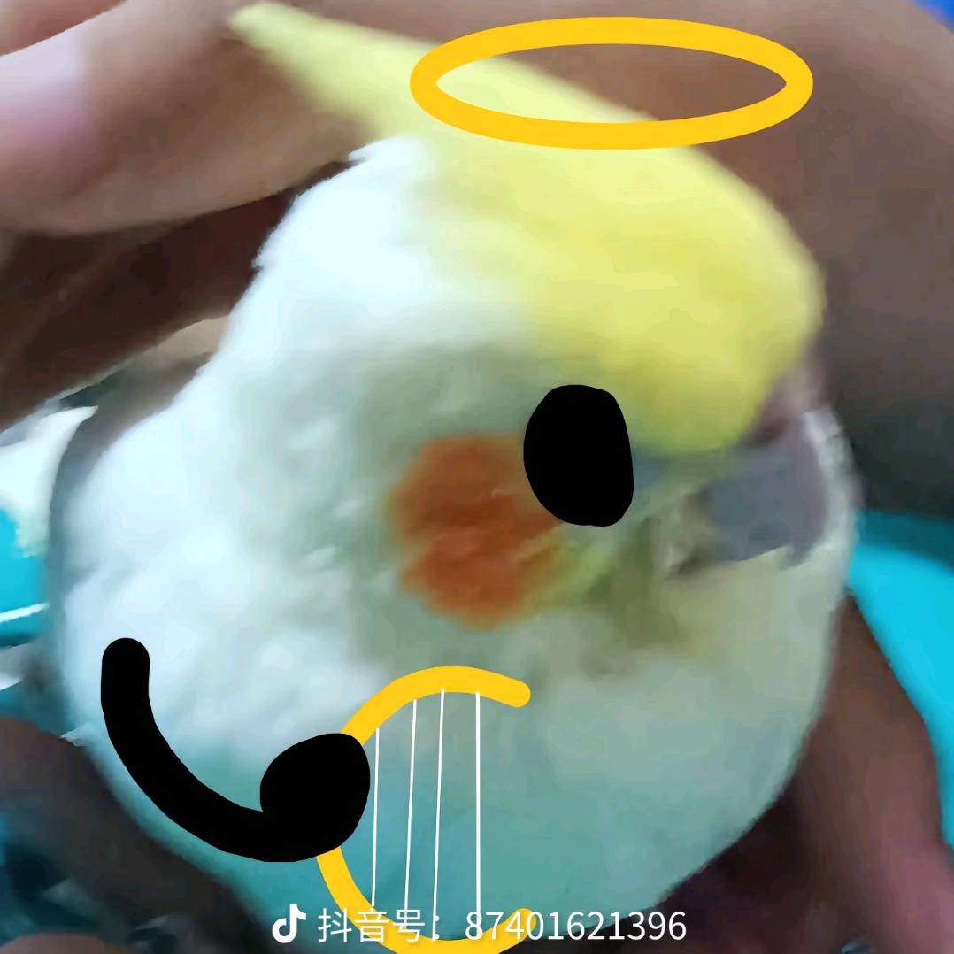 天使小鹦鹉(超自然)