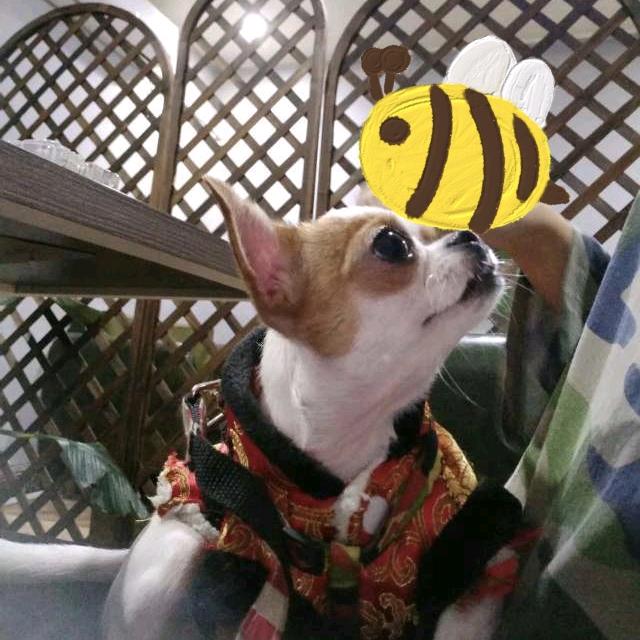 茶小姨