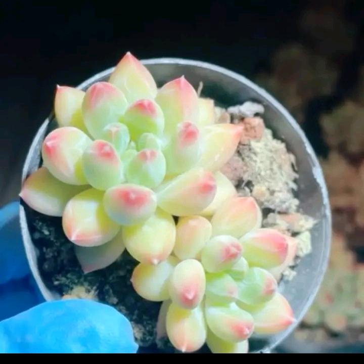 宠粉幸运星光