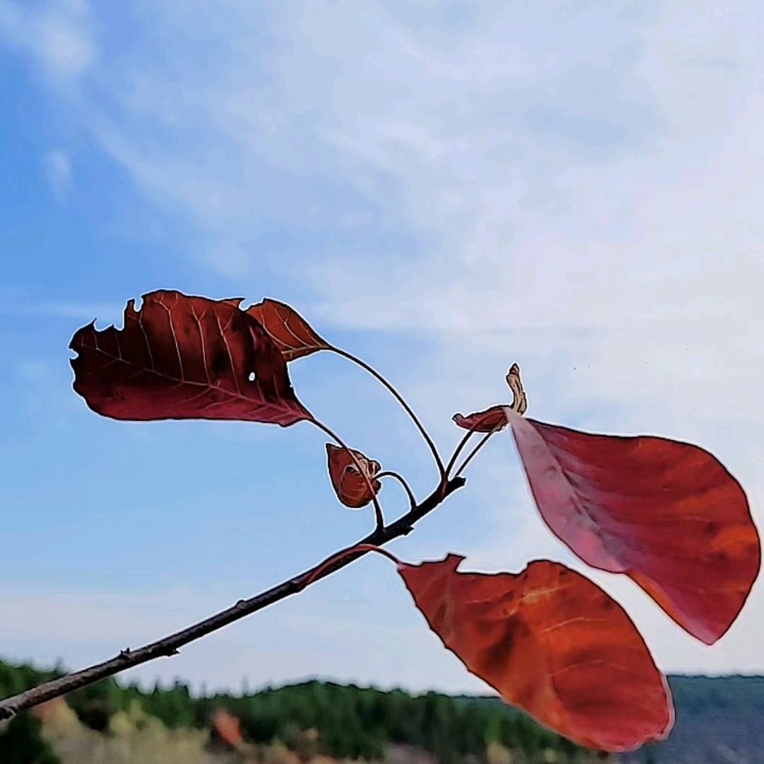 彩虹