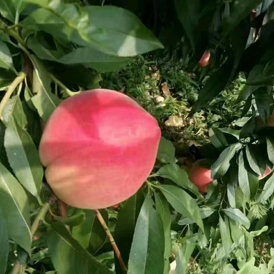 单身水果小王子