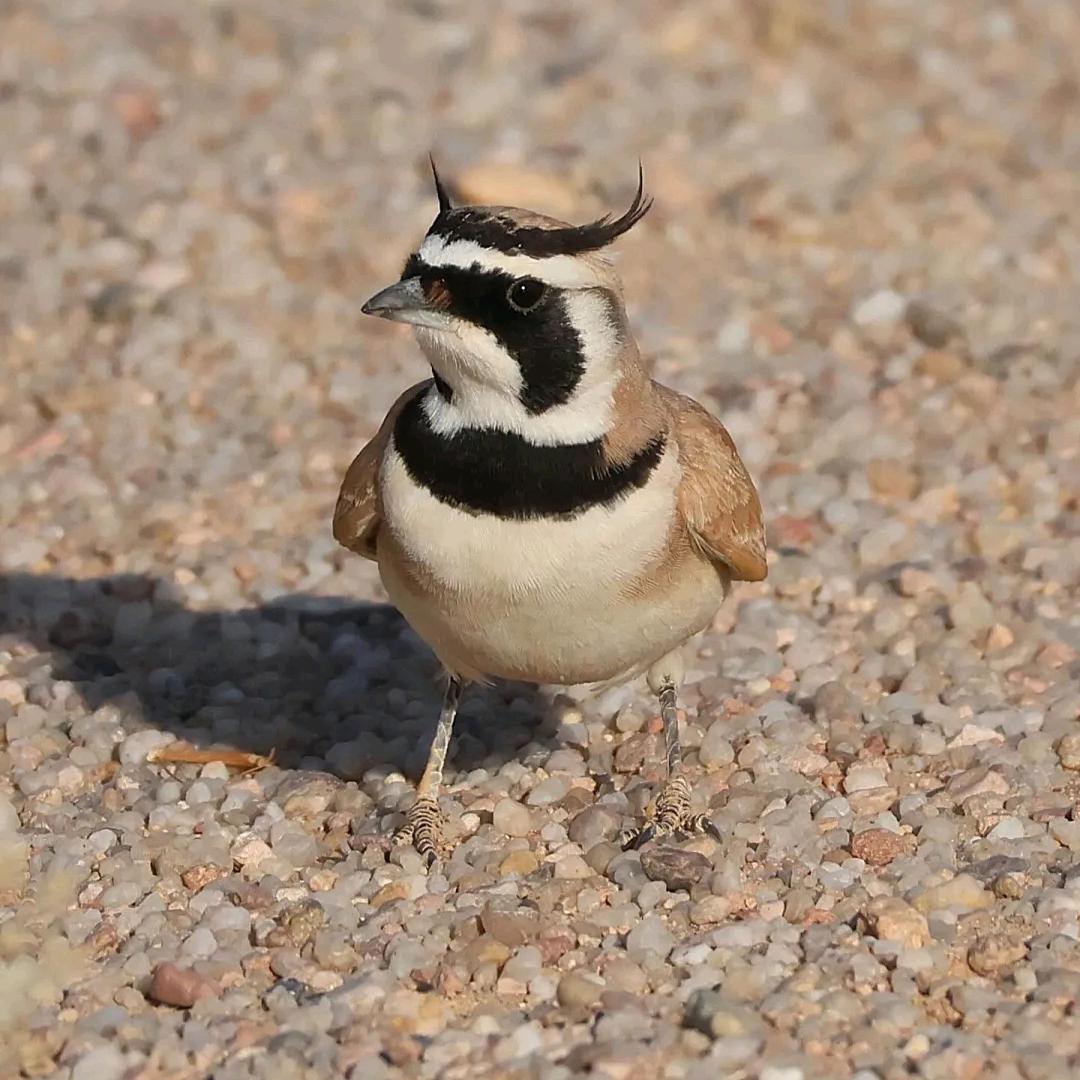 ༺རྨི་ལམ་།