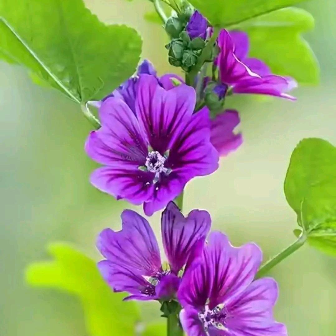 🌺小🍀玉🍀儿🌺