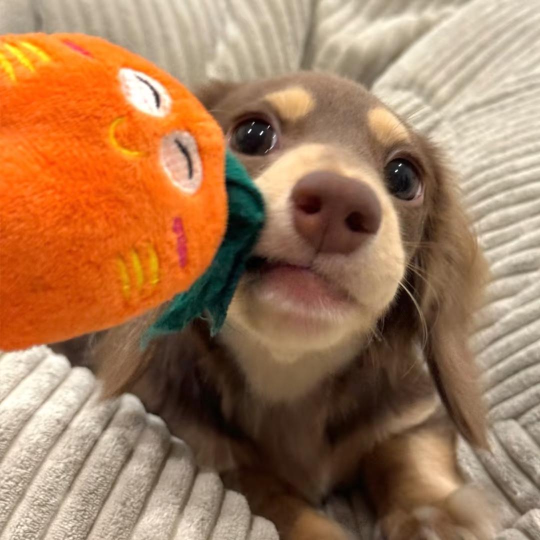 迫