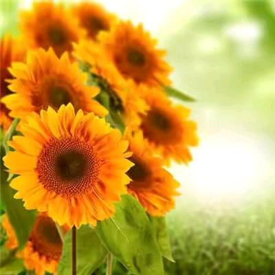 🍊橙橙橙橙橙橙橙橙🌈