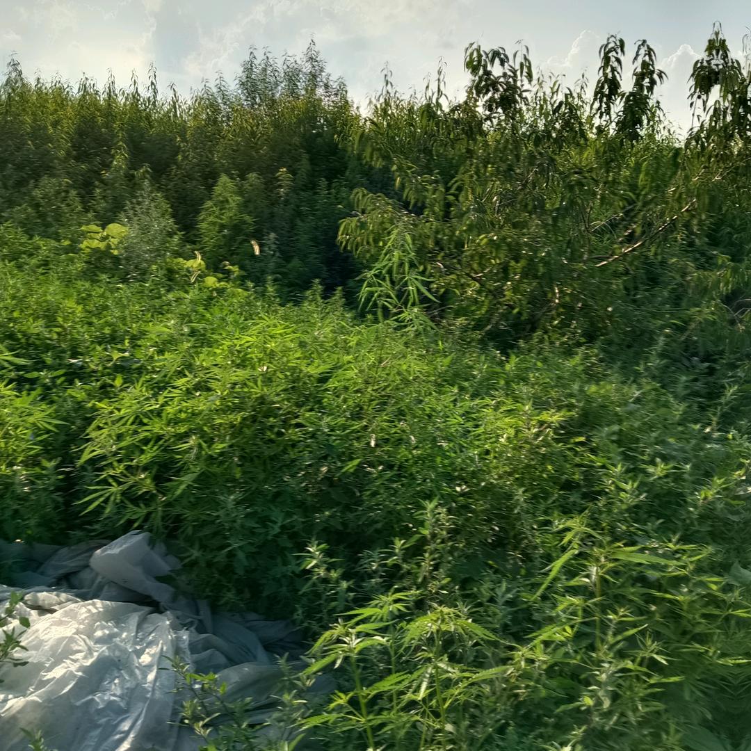 海霞