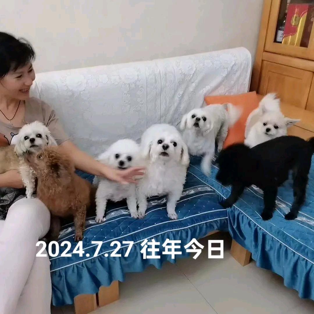 猫狗成群