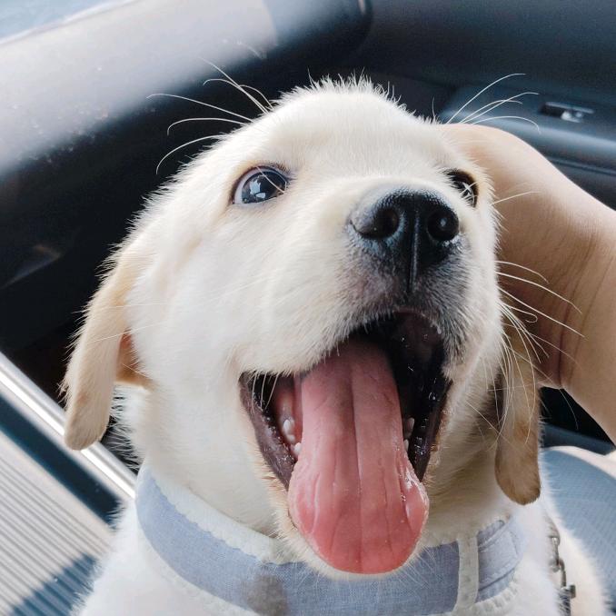 次级储备粮米师傅