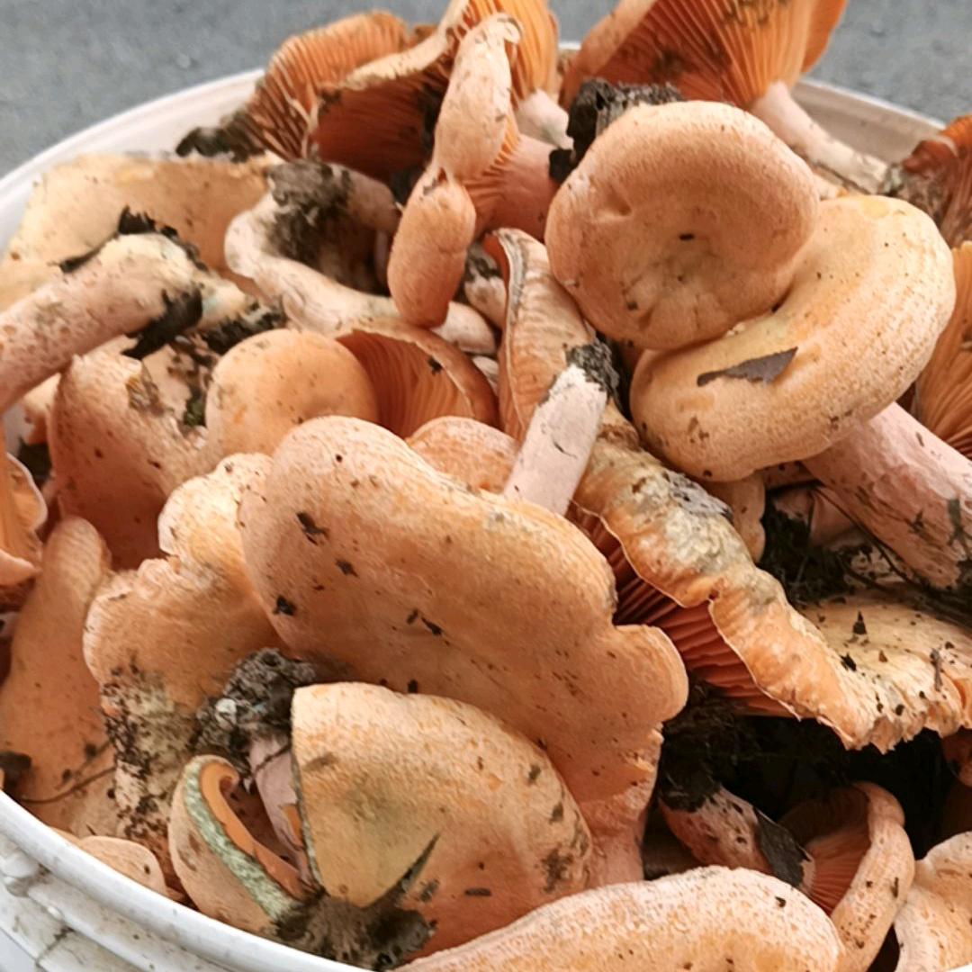 芙蓉镇香燕农品精选