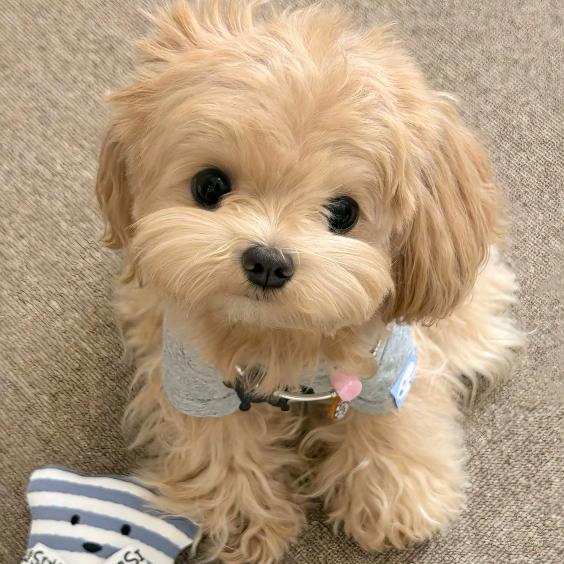 狗狗教教主