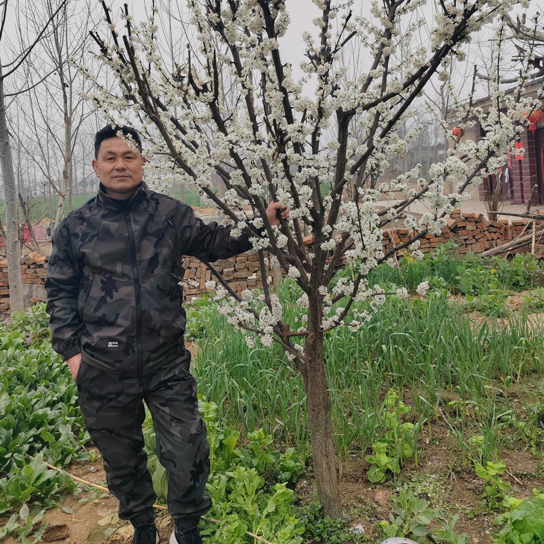 临泉麻将机销售116师