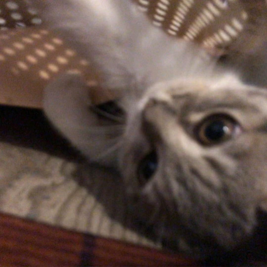 鸡爪大王牛逼666