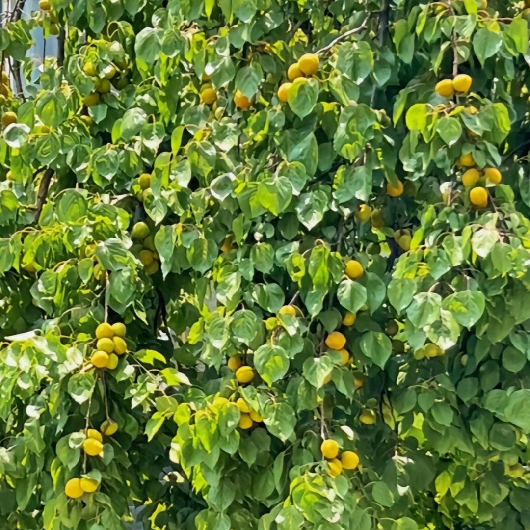 黑玫瑰好物
