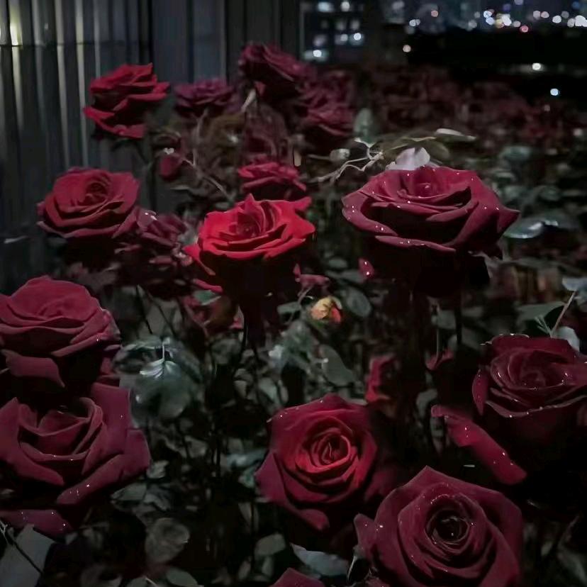 晚安💤迟遇🌙