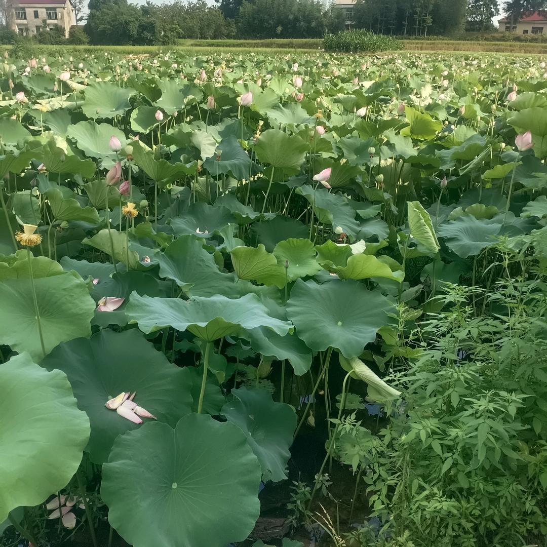 牛哥防水
