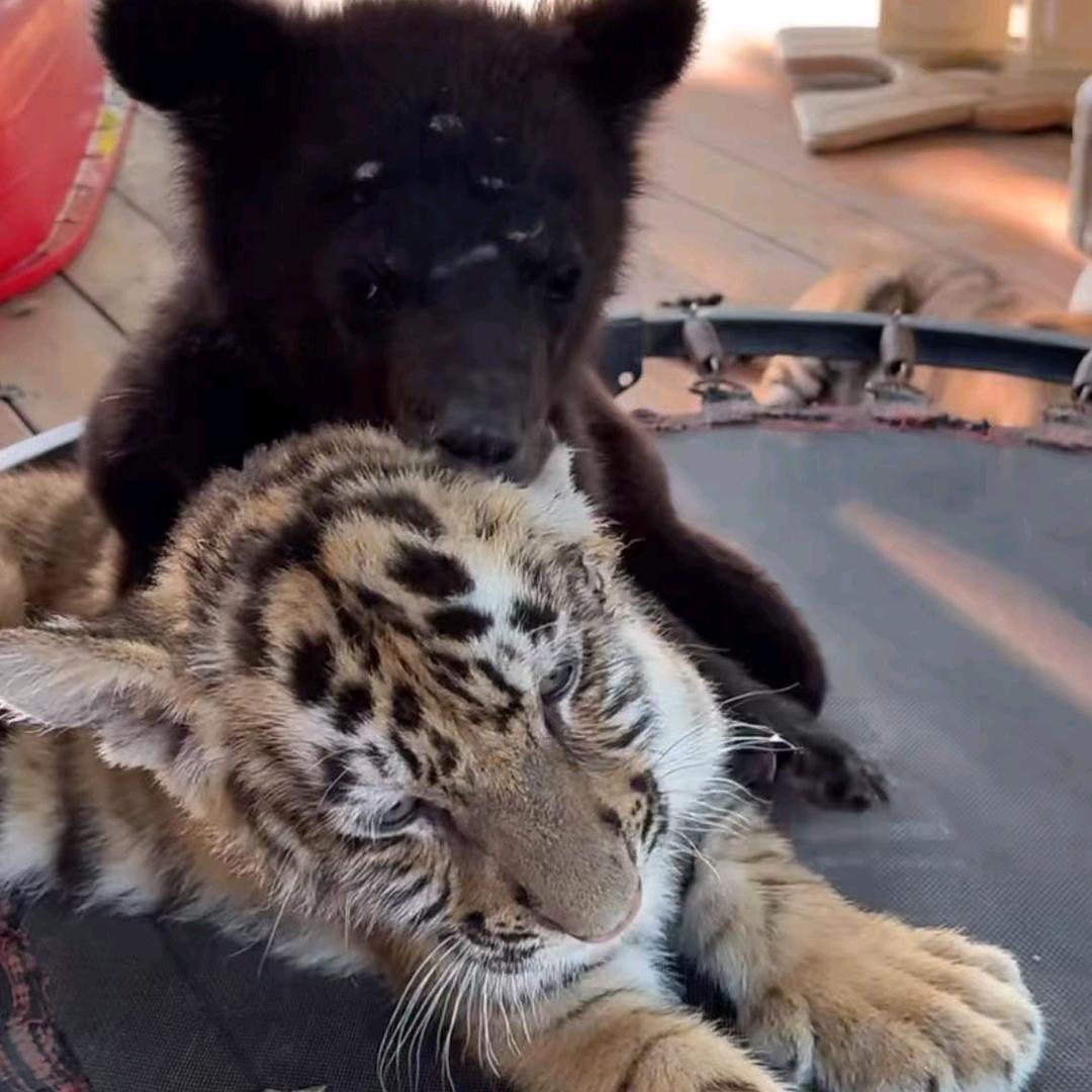 熊虎之家 疤和饼